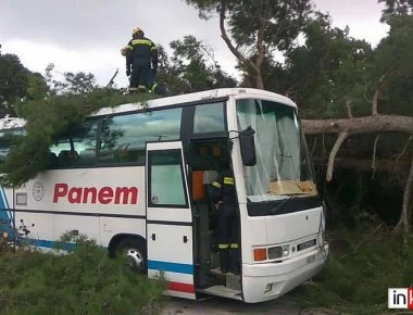 Κεφαλονιά: Λόγω της κακοκαιρίας δέντρο έπεσε πάνω σε λεωφορείο (φωτό)